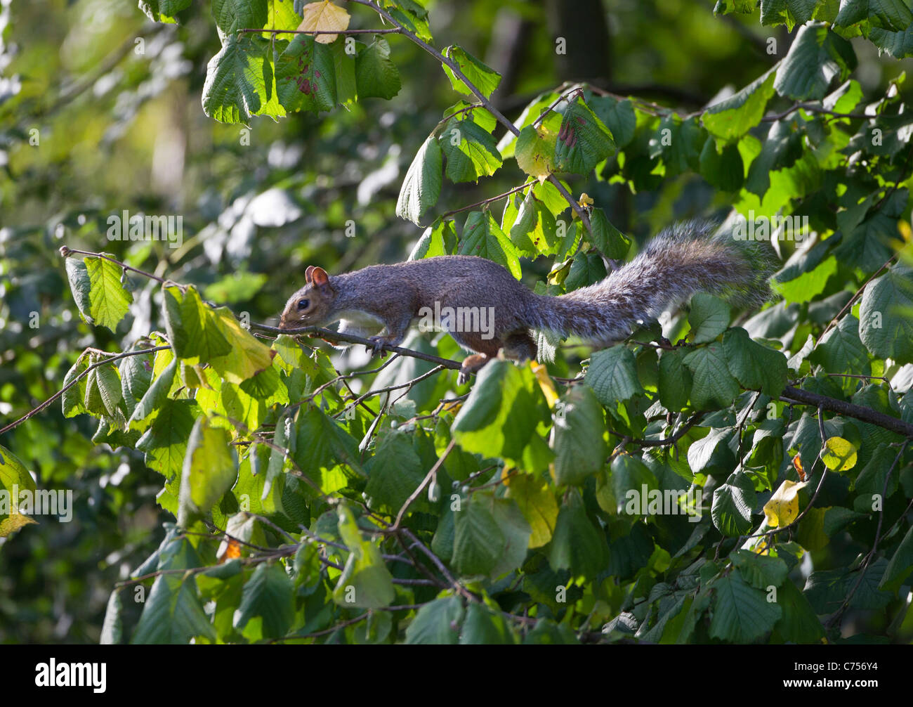 Graue Eichhörnchen Sciurus Carolinensis Haselnüsse im September suchen Oxfordshire Stockfoto