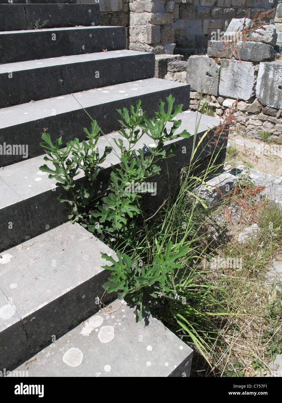 Junge Feigen wachsen zwischen den Schritten von einer alten Ruine in der Nähe von Kos-Stadt, Kos Stockfoto