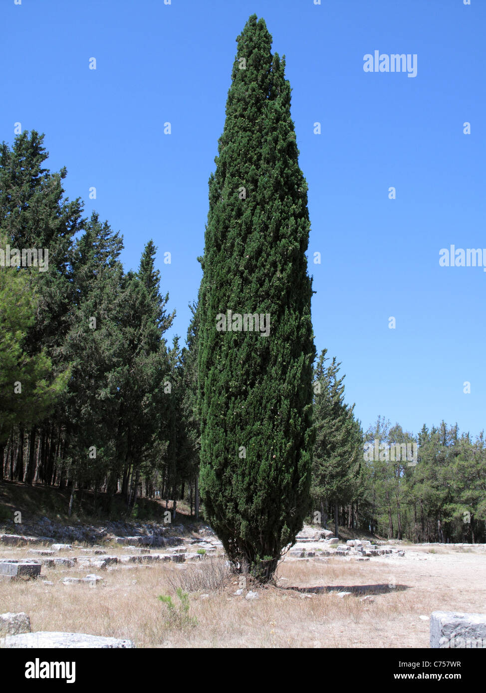 Mittelmeer oder italienische Zypresse Baum (Cupressus Sempervirens) Kos, August Stockfoto