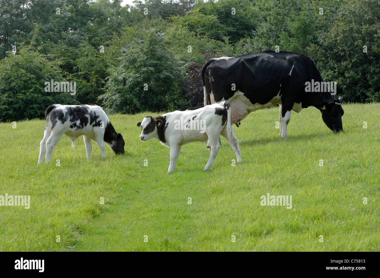 Friesen Kuh mit Holstein x Belgian Blue Mutterkühe Kälber auf der Weide, Devon, Juni Stockfoto