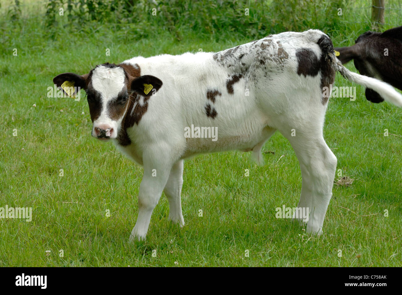 Holstein x Belgian Blue Mutterkühe Kalb auf der Weide, Devon, Juni Stockfoto Holstein x Belgian Blue Mutterkühe Kalb auf der Weide, Devon, Juni Stockfoto