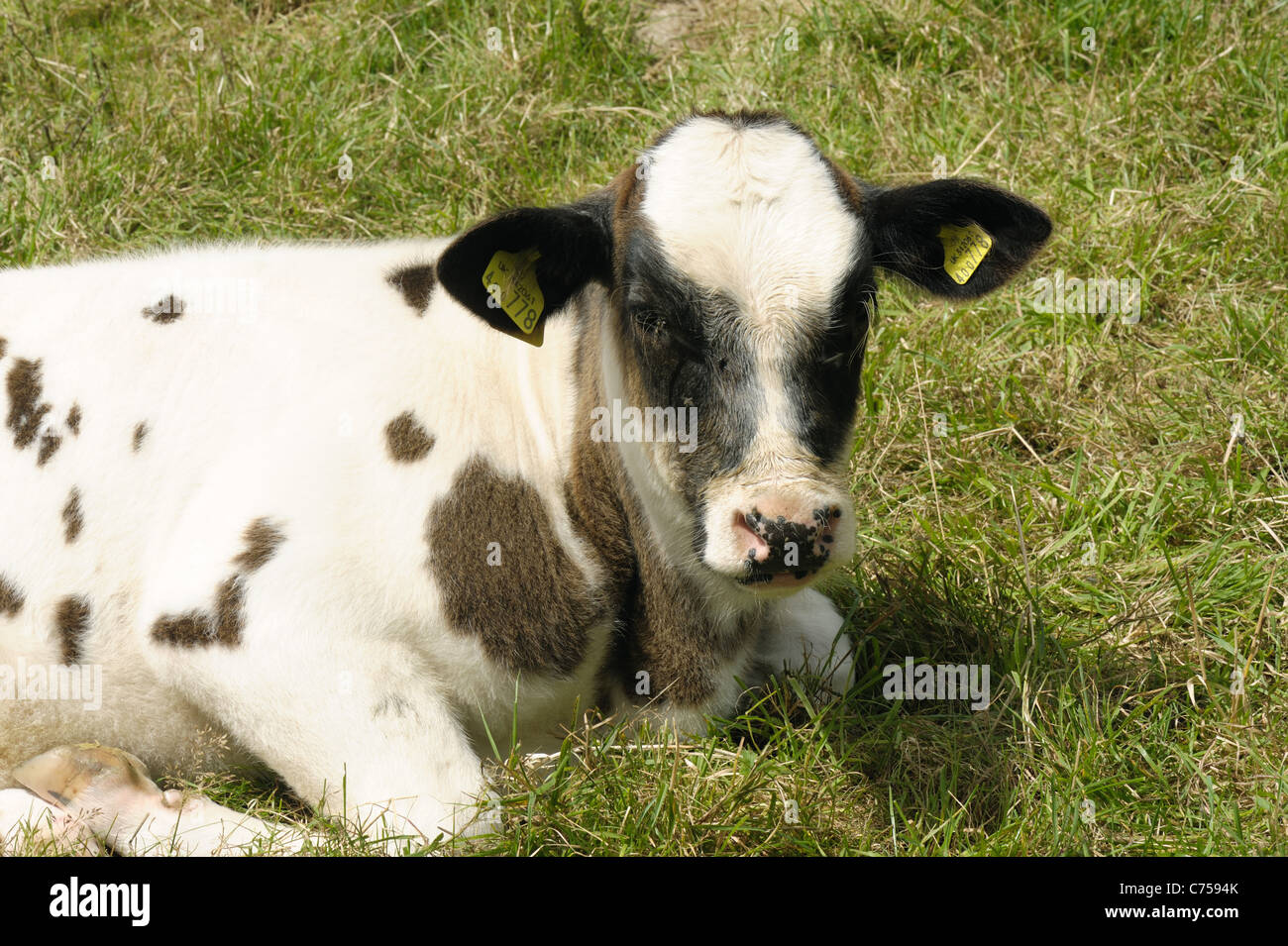 Holstein x Belgian Blue Mutterkühe Kalb auf der Weide, Devon, Juni Stockfoto Holstein x Belgian Blue Mutterkühe Kalb auf der Weide, Devon, Juni Stockfoto