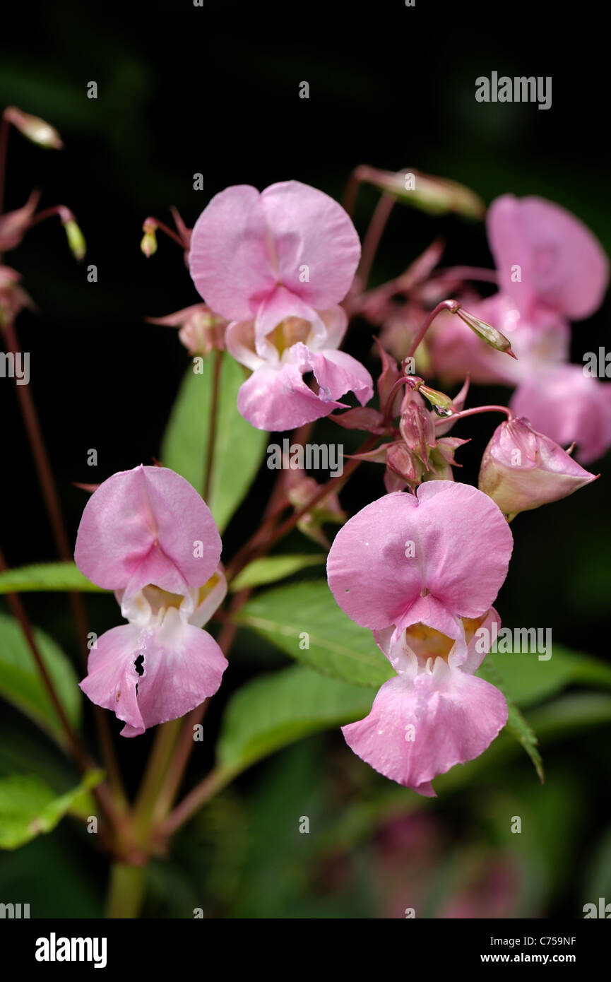 Himalaya-Springkraut (Impatiens Gladulifera) Blüten und Samenkapseln Stockfoto