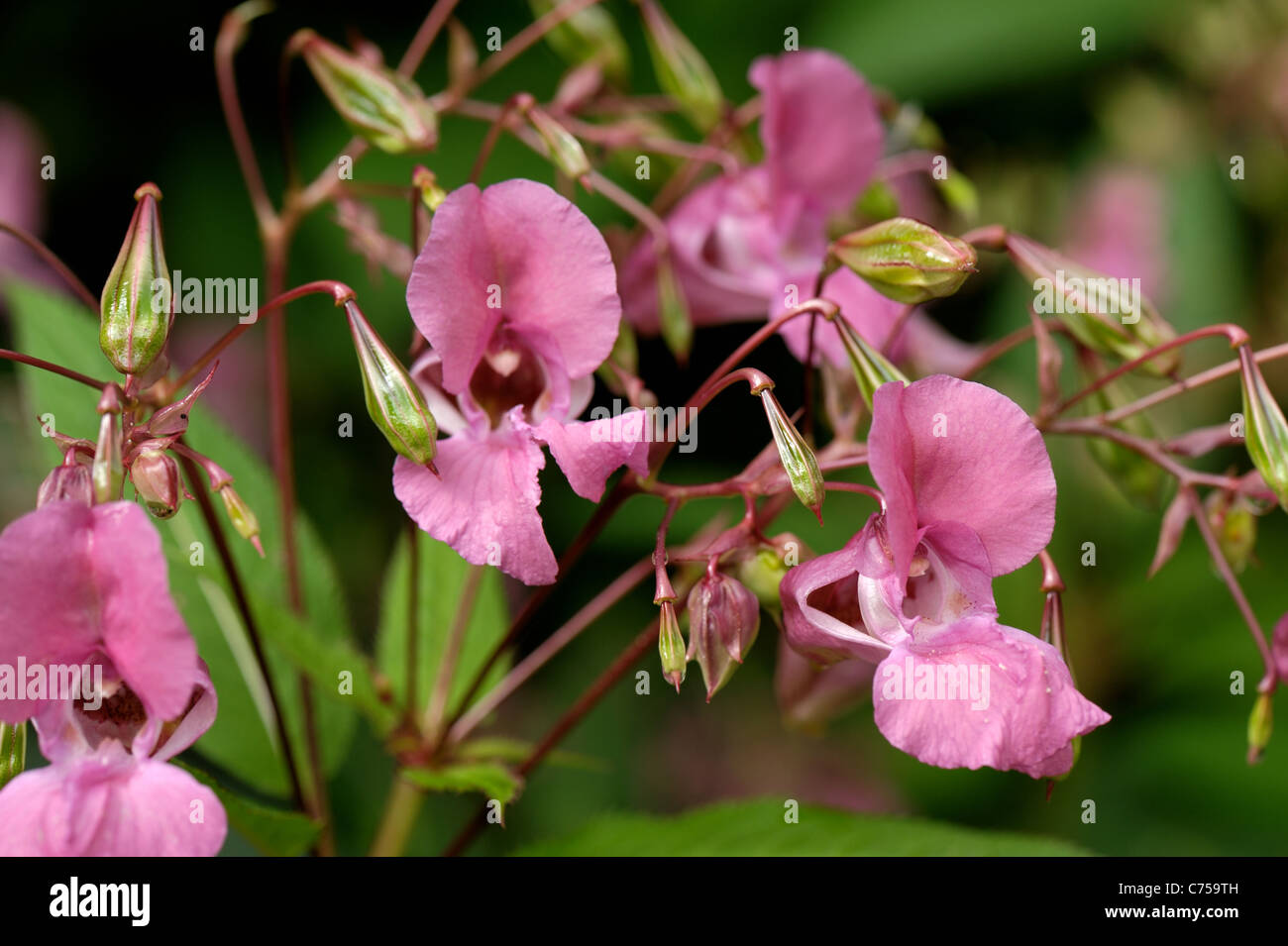 Himalaya-Springkraut (Impatiens Gladulifera) Blüten und Samenkapseln Stockfoto