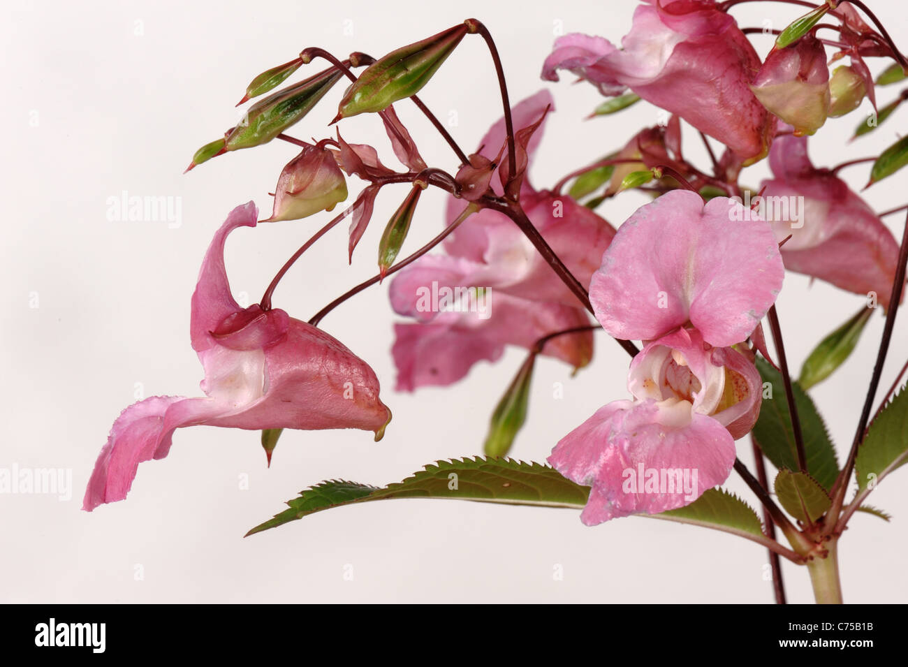 Himalaya-Springkraut (Impatiens Gladulifera) Blüten und Samenkapseln Stockfoto