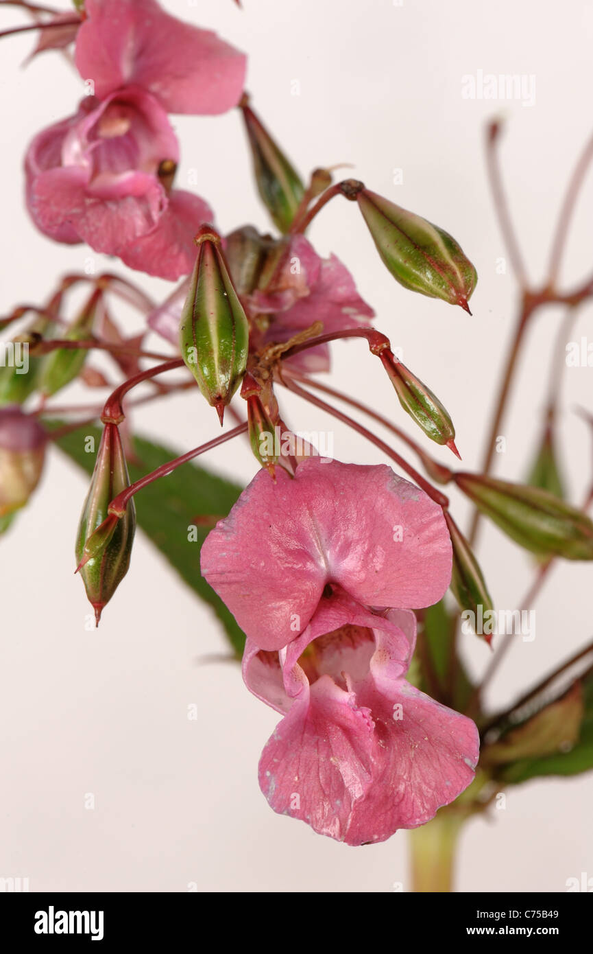 Himalaya-Springkraut (Impatiens Gladulifera) Blüten und Samenkapseln Stockfoto