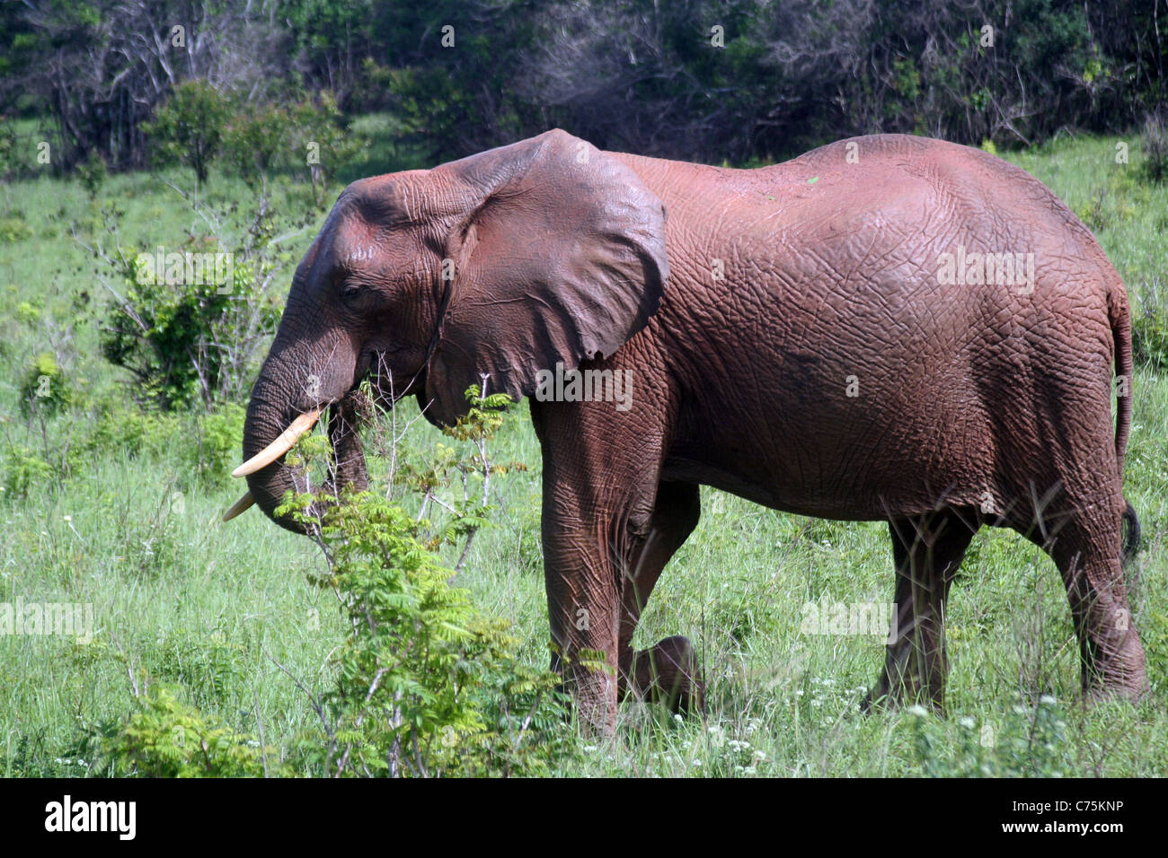 Schlamm bedeckten Elefanten (Loxodonta Africana) im Shimba Hills National Park, Kenia, Ostafrika Stockfoto