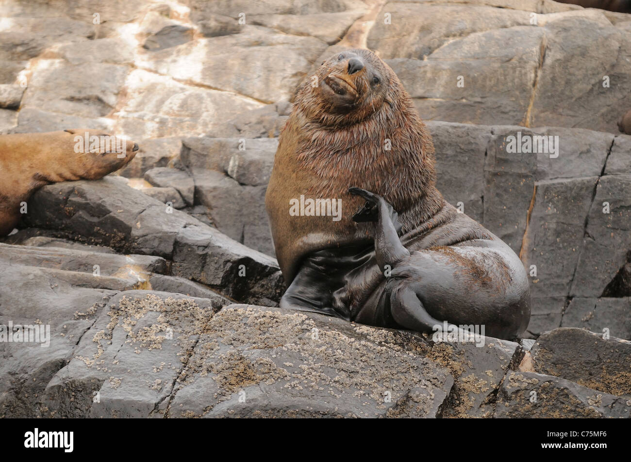 Australischer Seebär Arctocephalus percivali fotografiert in Tasmanien, Australien Stockfoto