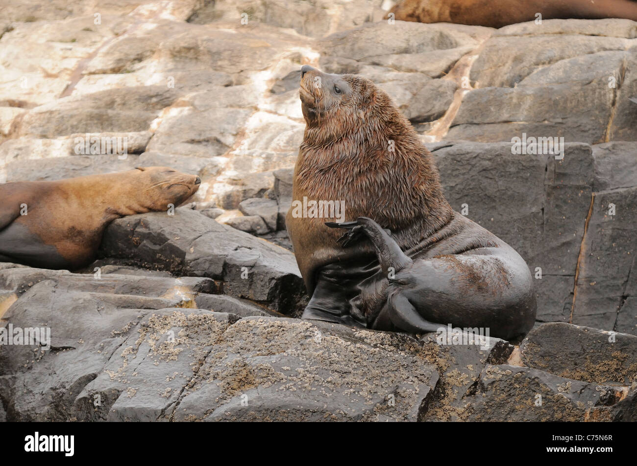 Australischer Seebär Arctocephalus percivali fotografiert in Tasmanien, Australien Stockfoto