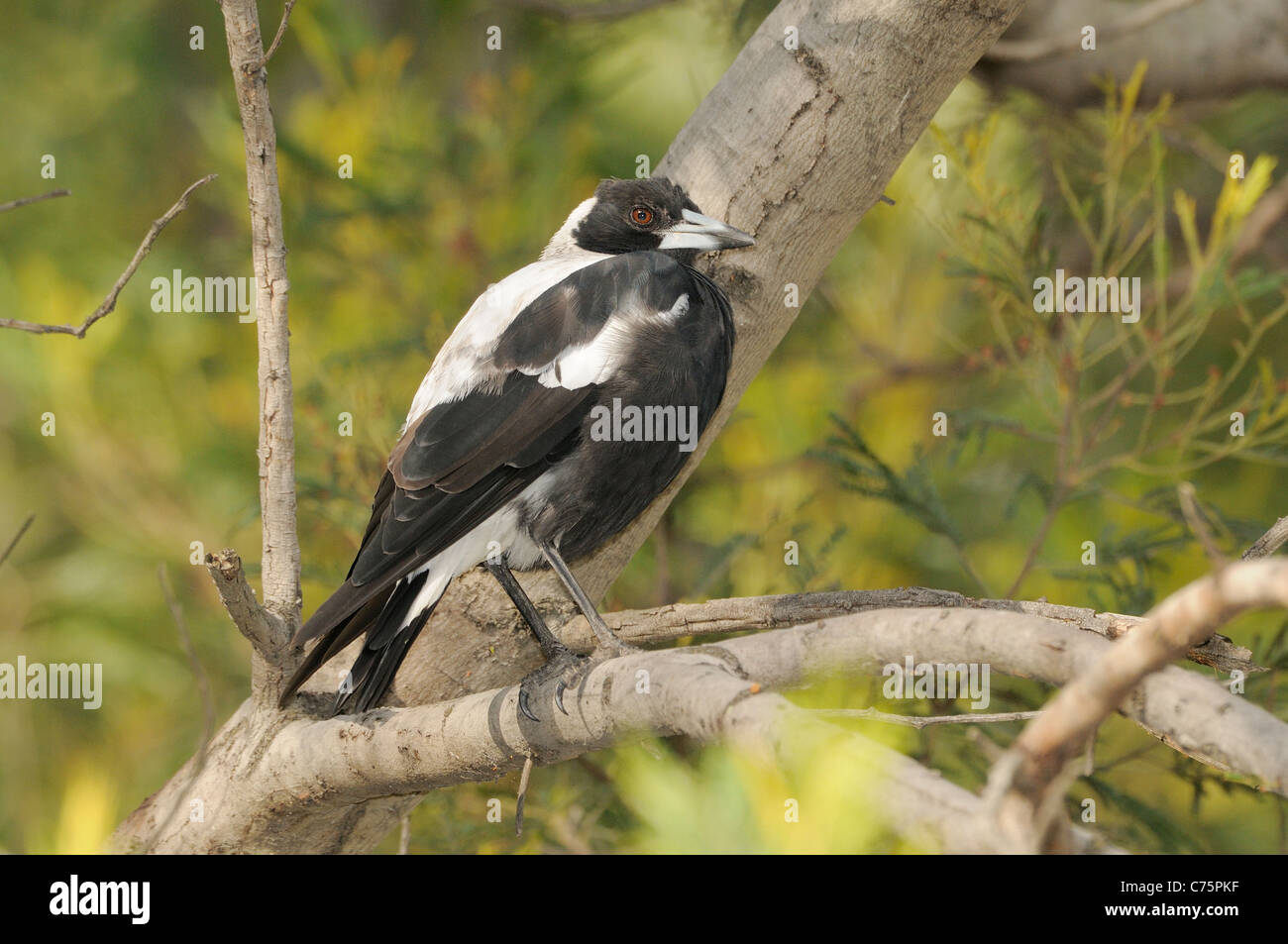 Australische Magpie Gymnorhina Tibicen fotografiert in Tasmanien Stockfoto