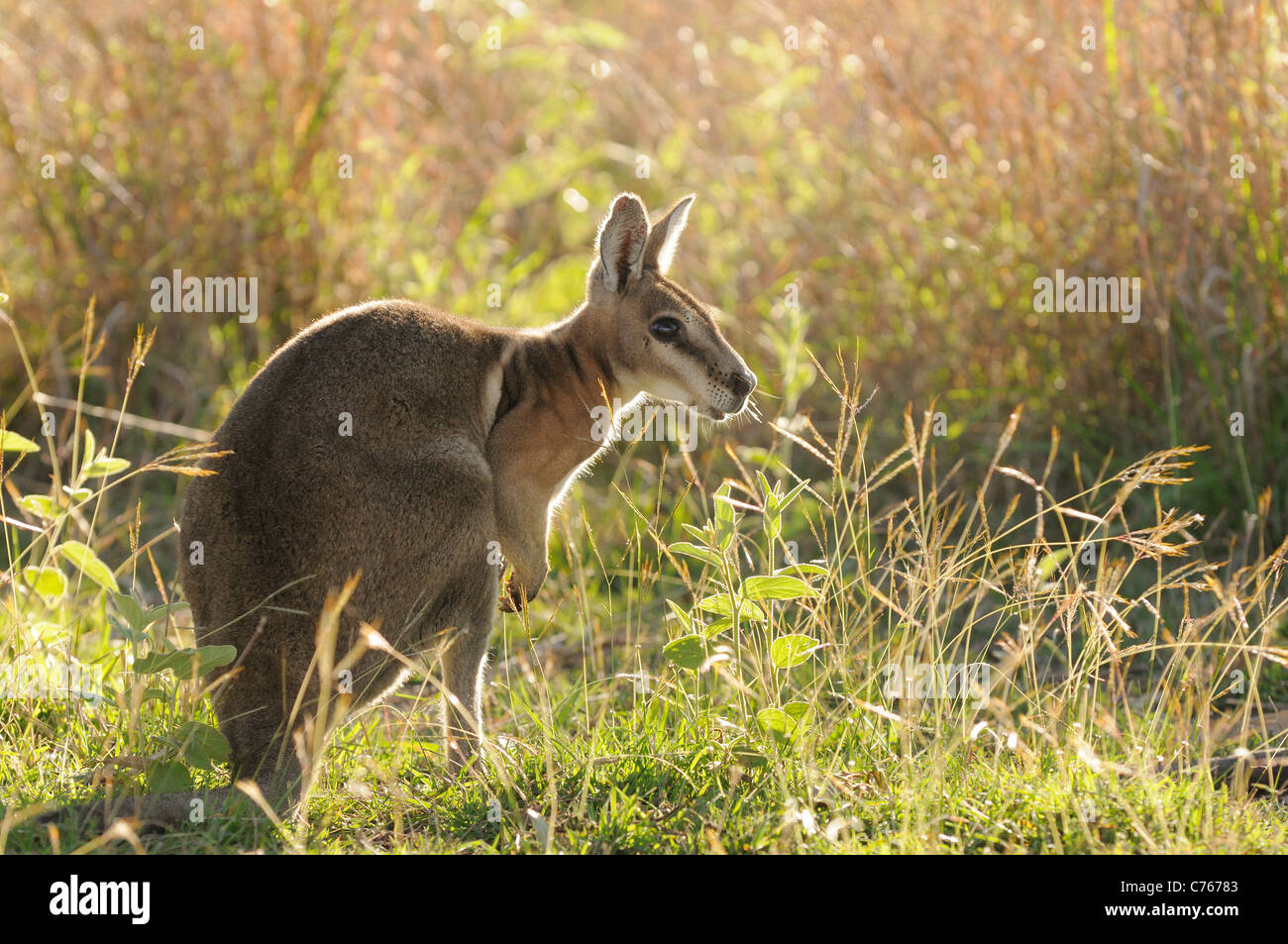 Gezügelten Nailtail Wallaby Onychogalea Fraenata gefährdete Arten fotografiert in Queensland-Australien Stockfoto