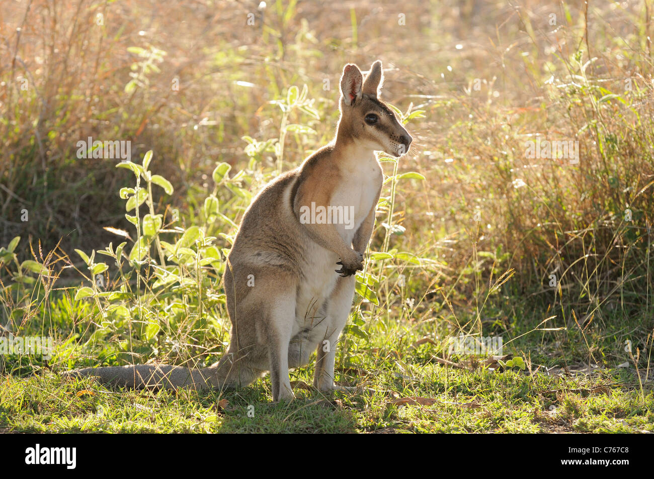 Gezügelten Nailtail Wallaby Onychogalea Fraenata gefährdete Arten fotografiert in Queensland-Australien Stockfoto