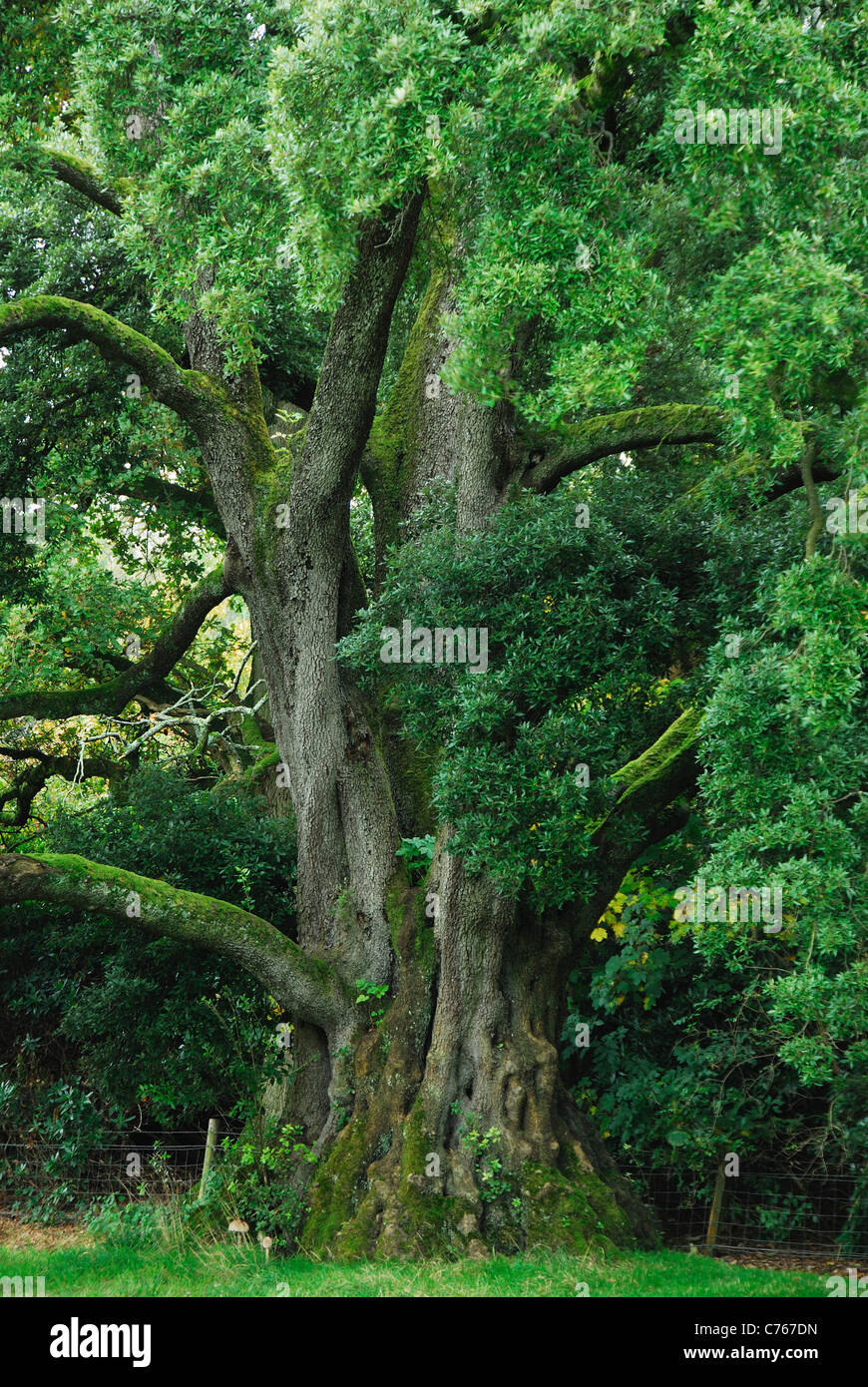 Reife Holm Eiche (Quercus Ilex), Kingston Lacey, Dorset, Großbritannien Stockfoto