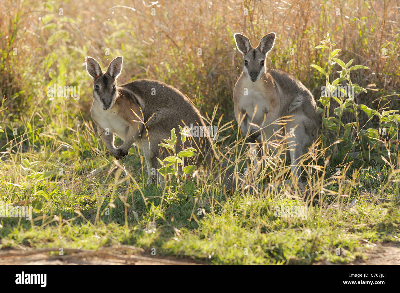 Gezügelten Nailtail Wallaby Onychogalea Fraenata gefährdete Arten fotografiert in Queensland-Australien Stockfoto