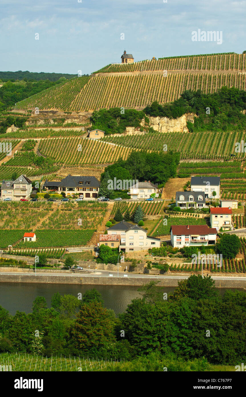 Der Weinbau Gemeinde Wormeldingen mit Wormeldinger Koeppchen an der Mosel, Luxemburg Stockfoto