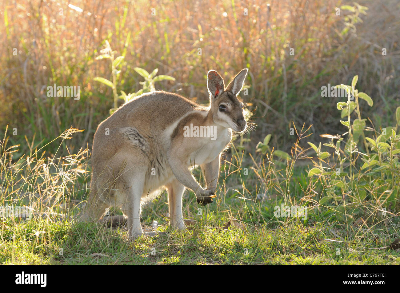 Gezügelten Nailtail Wallaby Onychogalea Fraenata gefährdete Arten fotografiert in Queensland-Australien Stockfoto