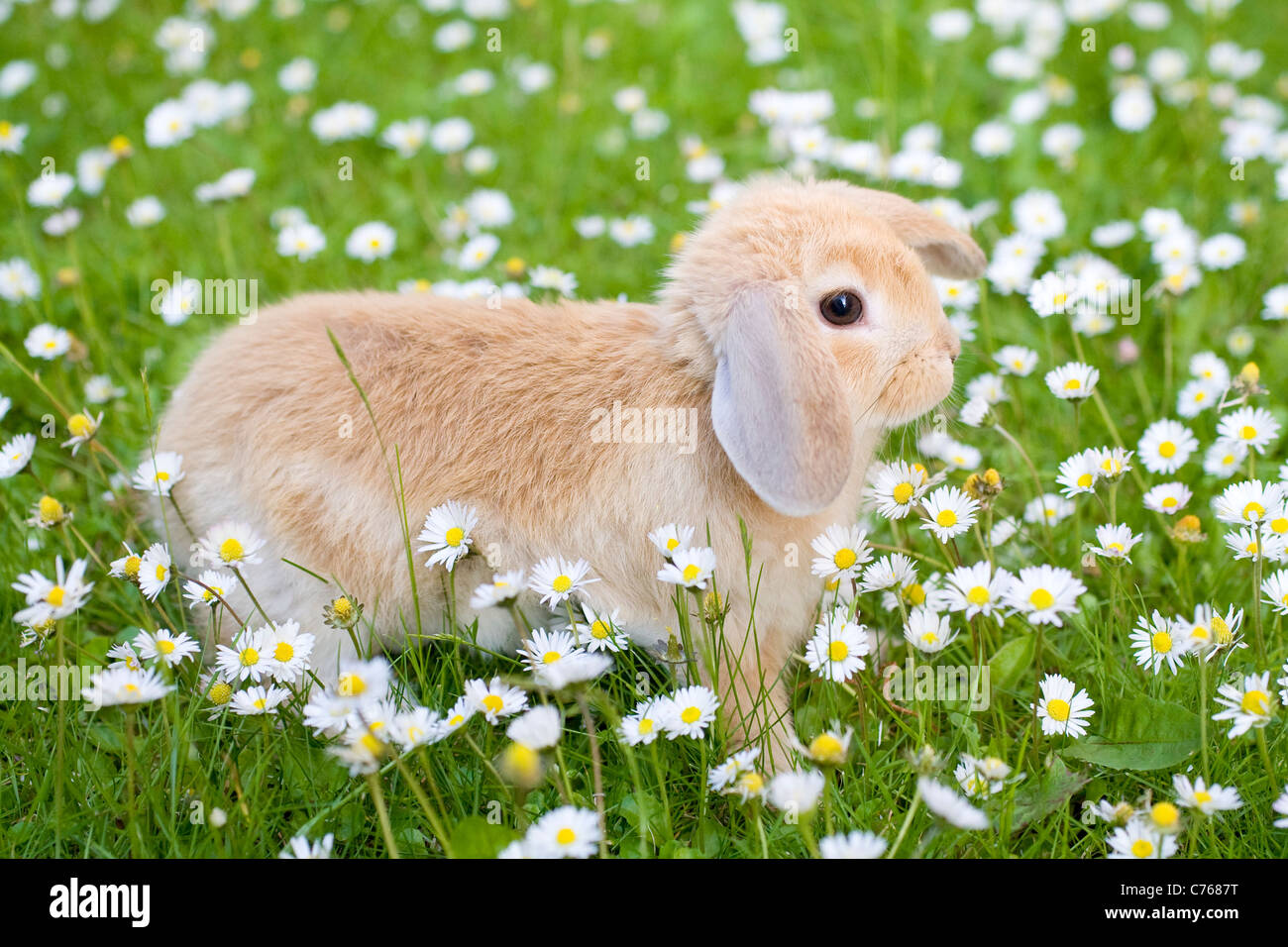 Junge Lop Eared Rabbit auf Rasen umgeben von wilden Blumen Stockfoto