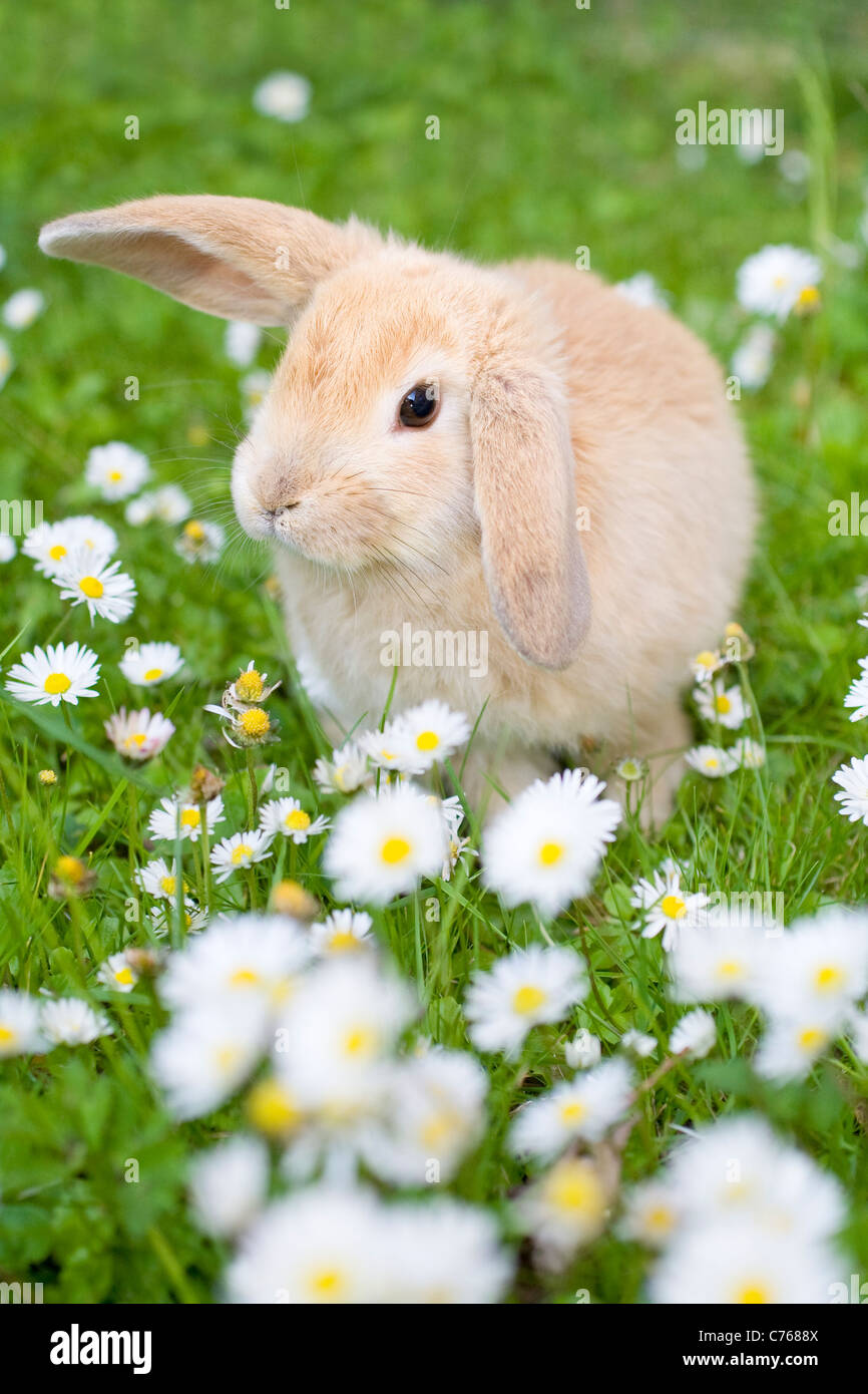 Junge Lop Eared Rabbit auf Rasen umgeben von wilden Blumen Stockfoto