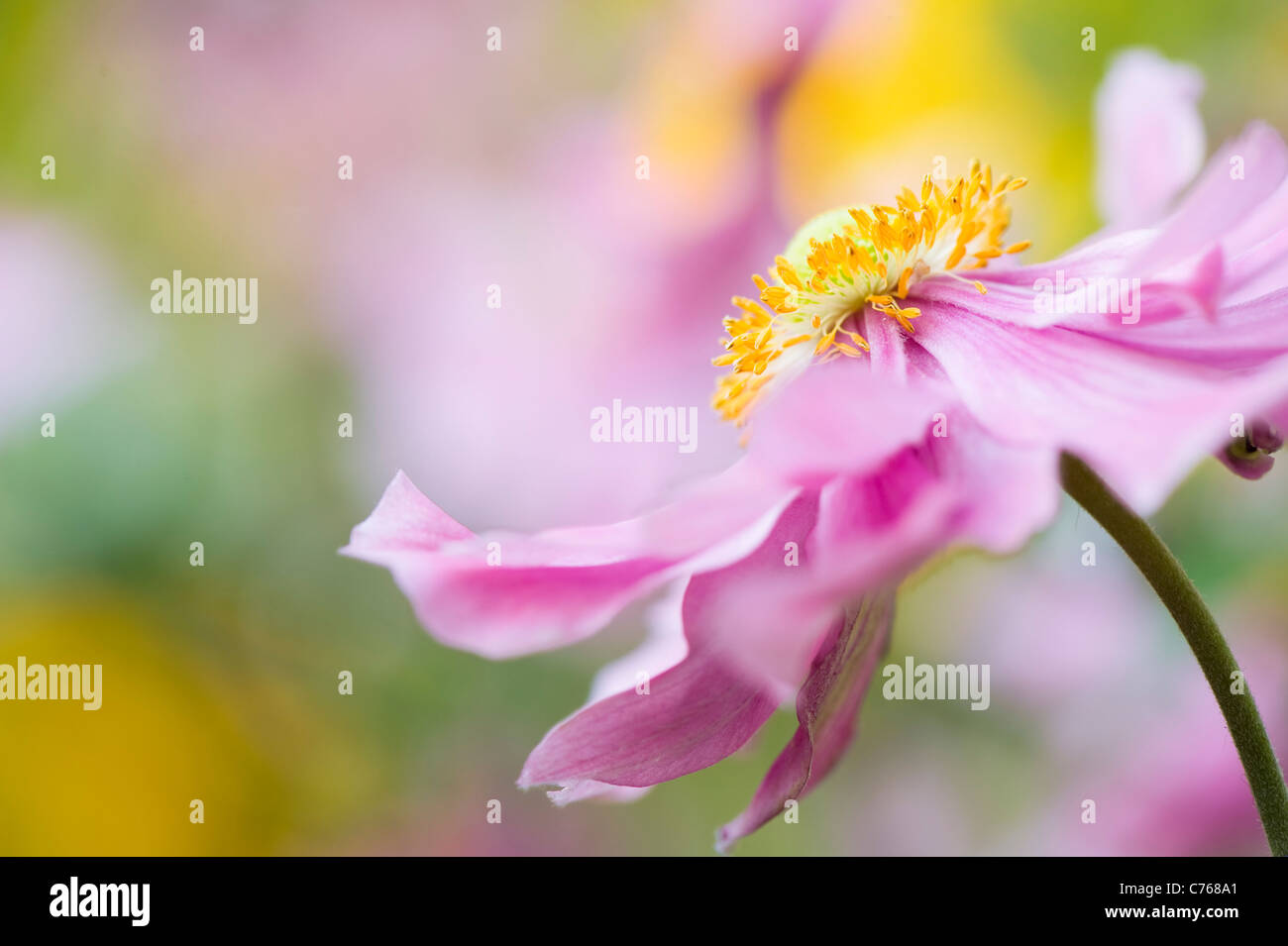 Japanische Anemone "Pretty Lady Emily", Anemone X hybrida "Lady Emily" Stockfoto