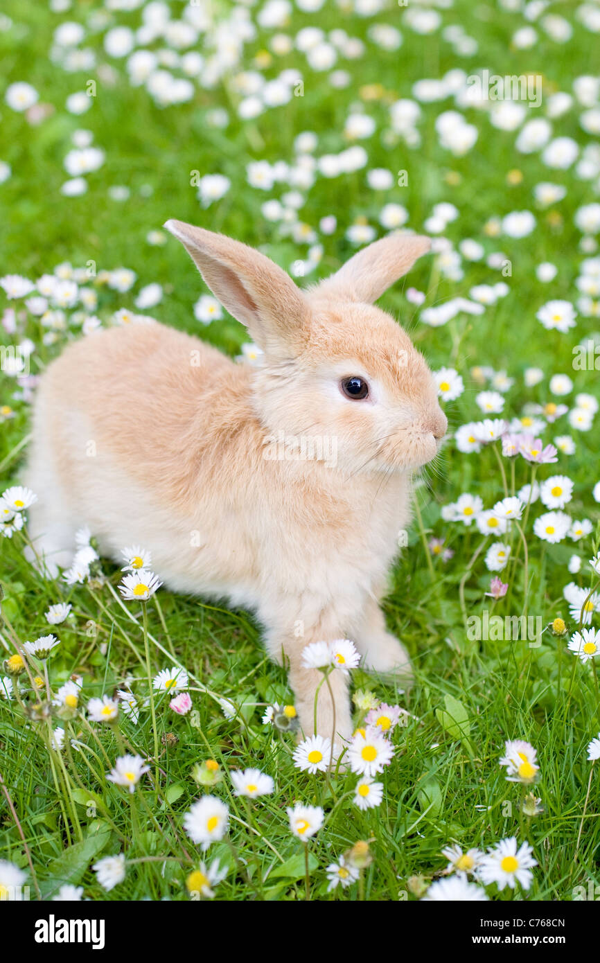 Junge Lop Eared Rabbit auf Rasen umgeben von wilden Blumen Stockfoto