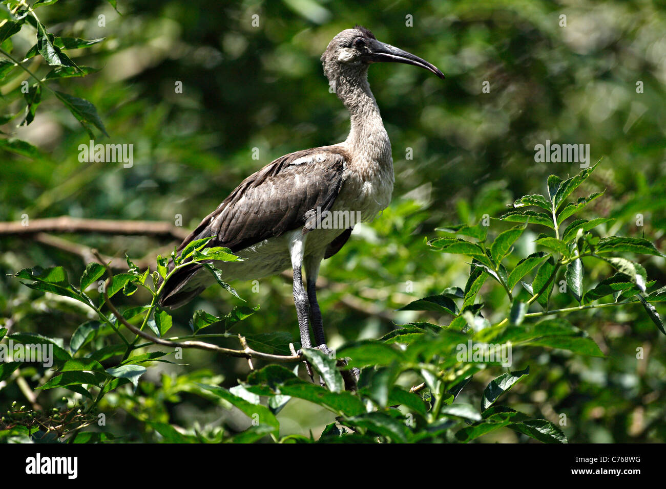 Junge Sichler (Plegadis Falcinellus) Stockfoto