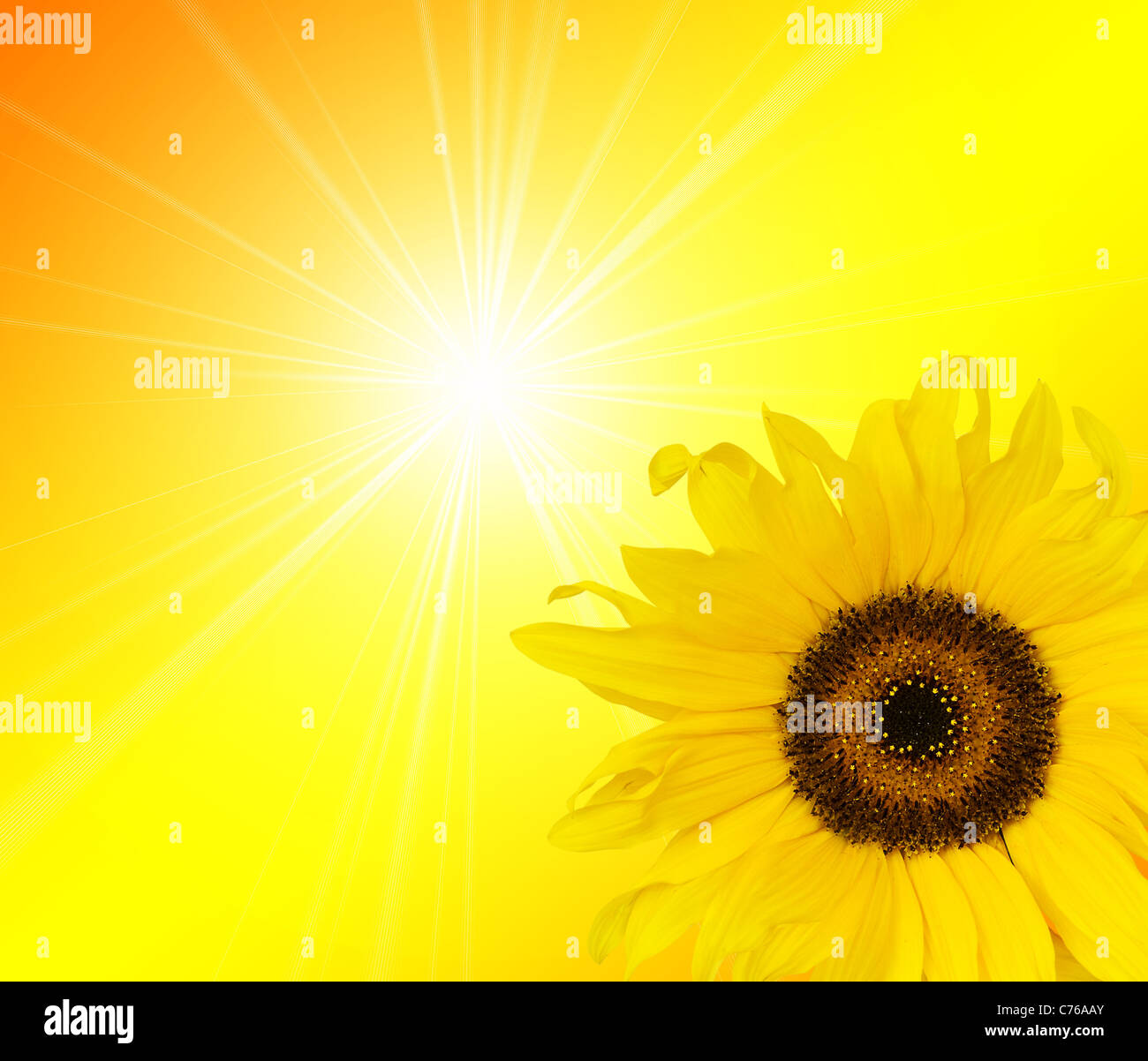 Sonnenblume Sonnenlicht Stockfoto