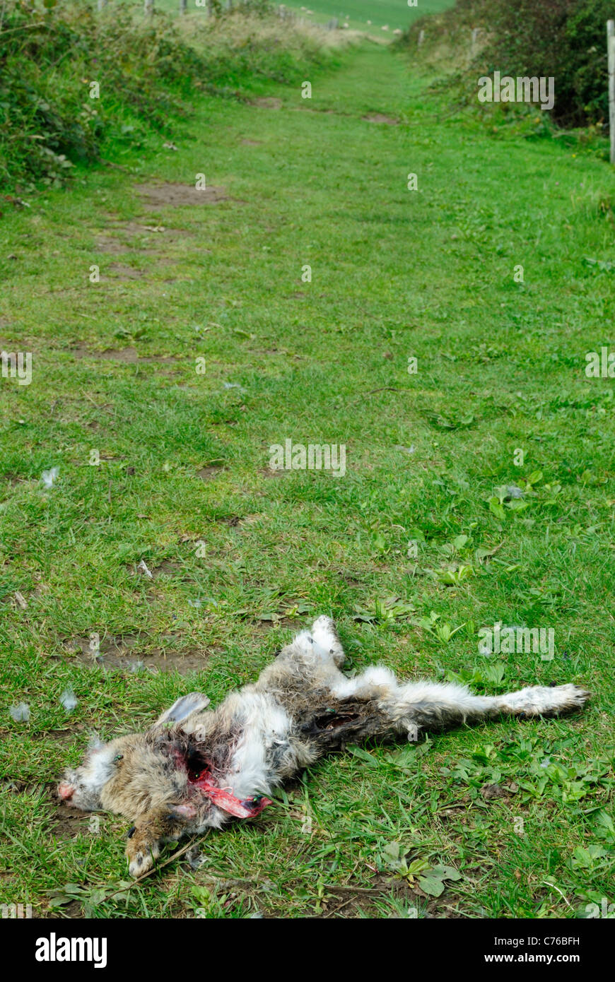 Einen toten Hasen oder Kaninchen, liegend auf einem Wanderweg in der Landschaft. Stockfoto