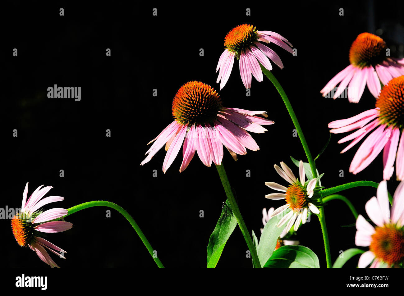 Lila Kegel Blüten vor dunklem Hintergrund Stockfoto