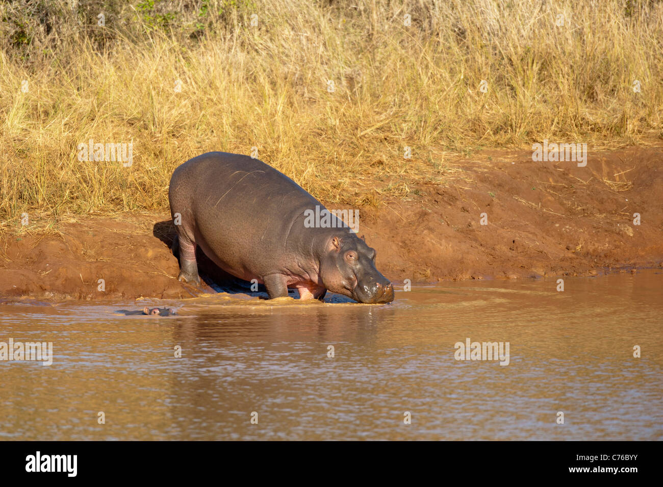 Flusspferd (Hippopotamus Amphibius), Phinda Game Reserve, Südafrika Stockfoto