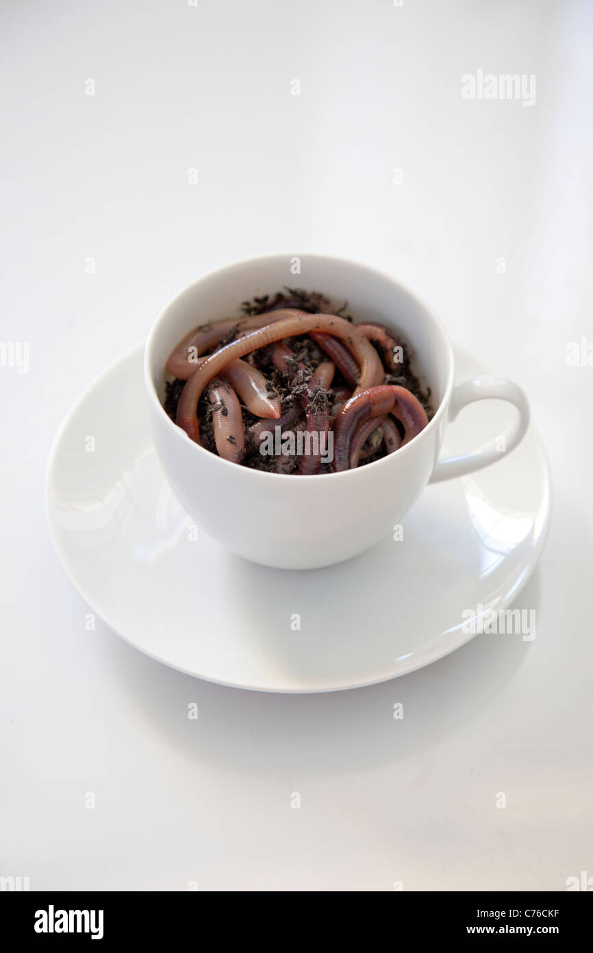 Kaffeetasse mit Würmern gefüllt Stockfoto