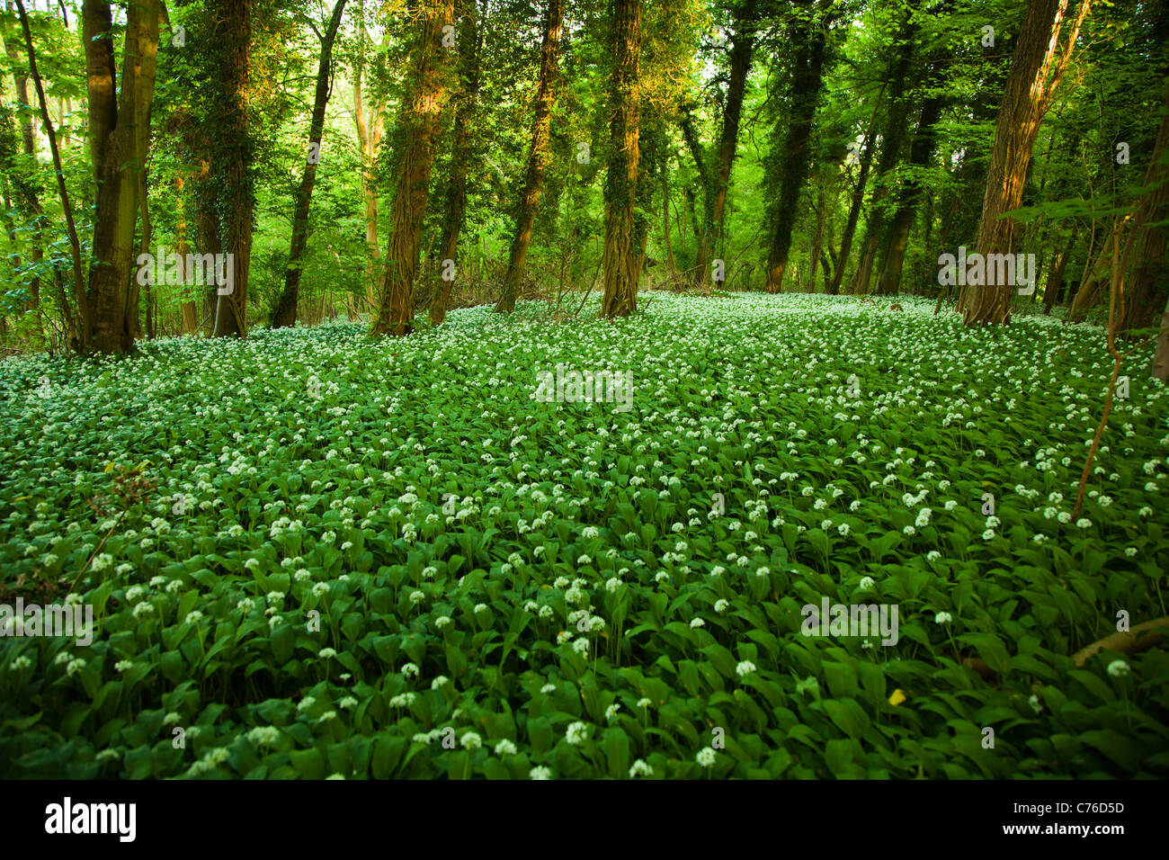 UK, Castle Combe, grünen Wald Stockfoto