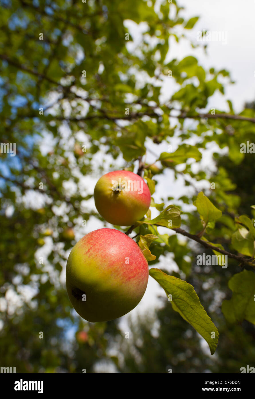 Zwei reife Äpfel im Herbst in Apfelbaum Zweig, Finnland Stockfoto