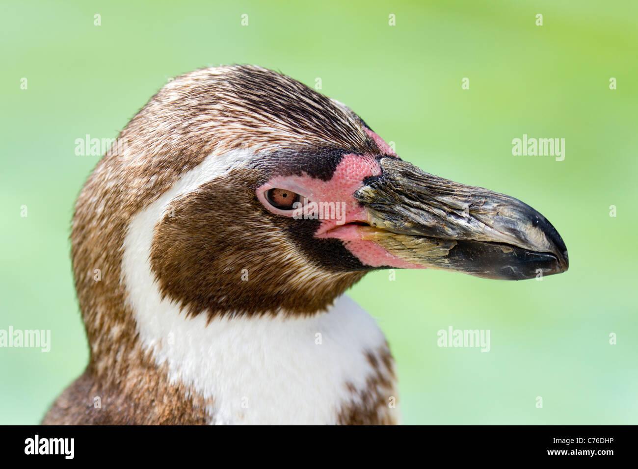 Cotswolds Wildlife Park - juvenile Pinguin 3 Stockfoto