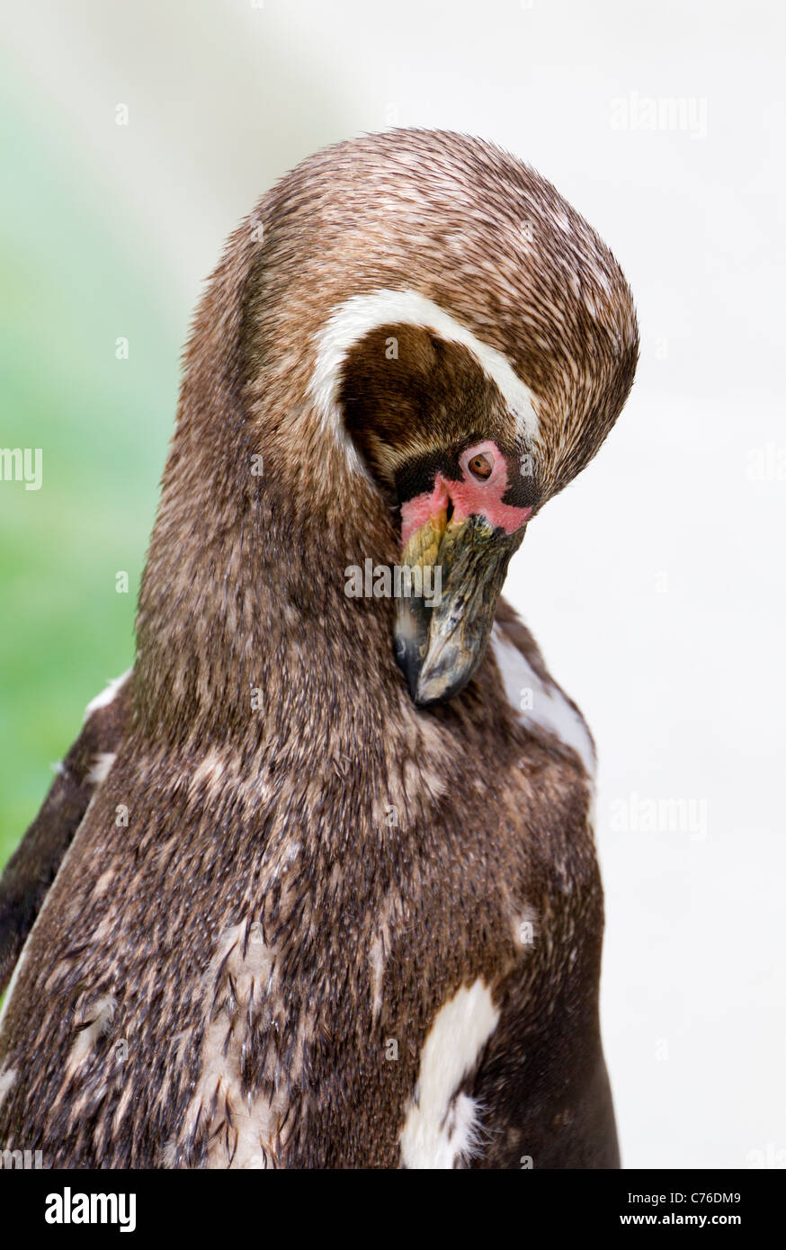 Cotswolds Wildlife Park - juvenile Pinguin putzen 3 Stockfoto