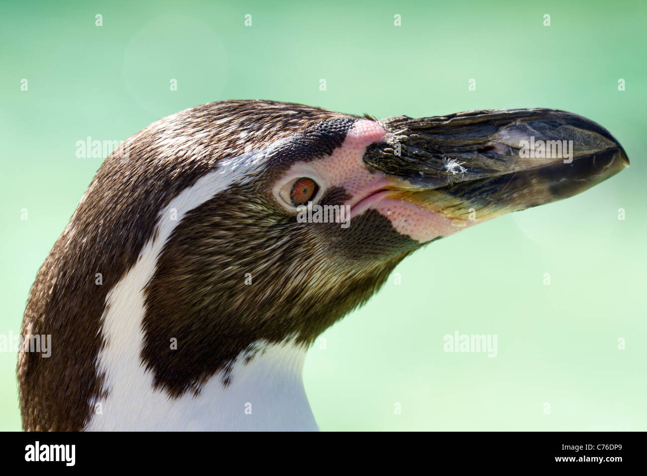 Cotswolds Wildlife Park - juvenile Pinguin Stockfoto