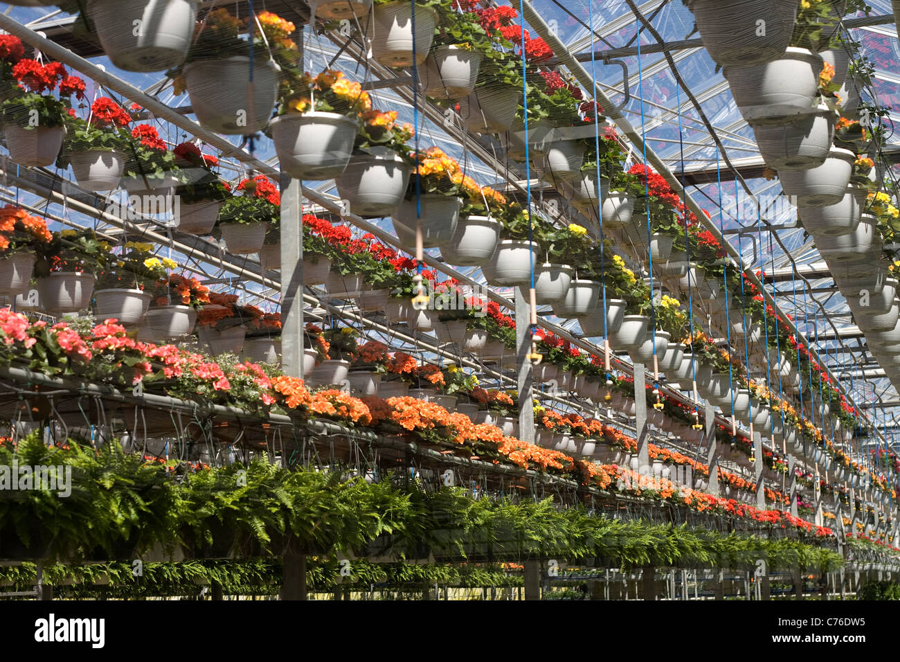 Reihen von Topfblumen hängen von einer kommerziellen Gewächshaus. Stockfoto