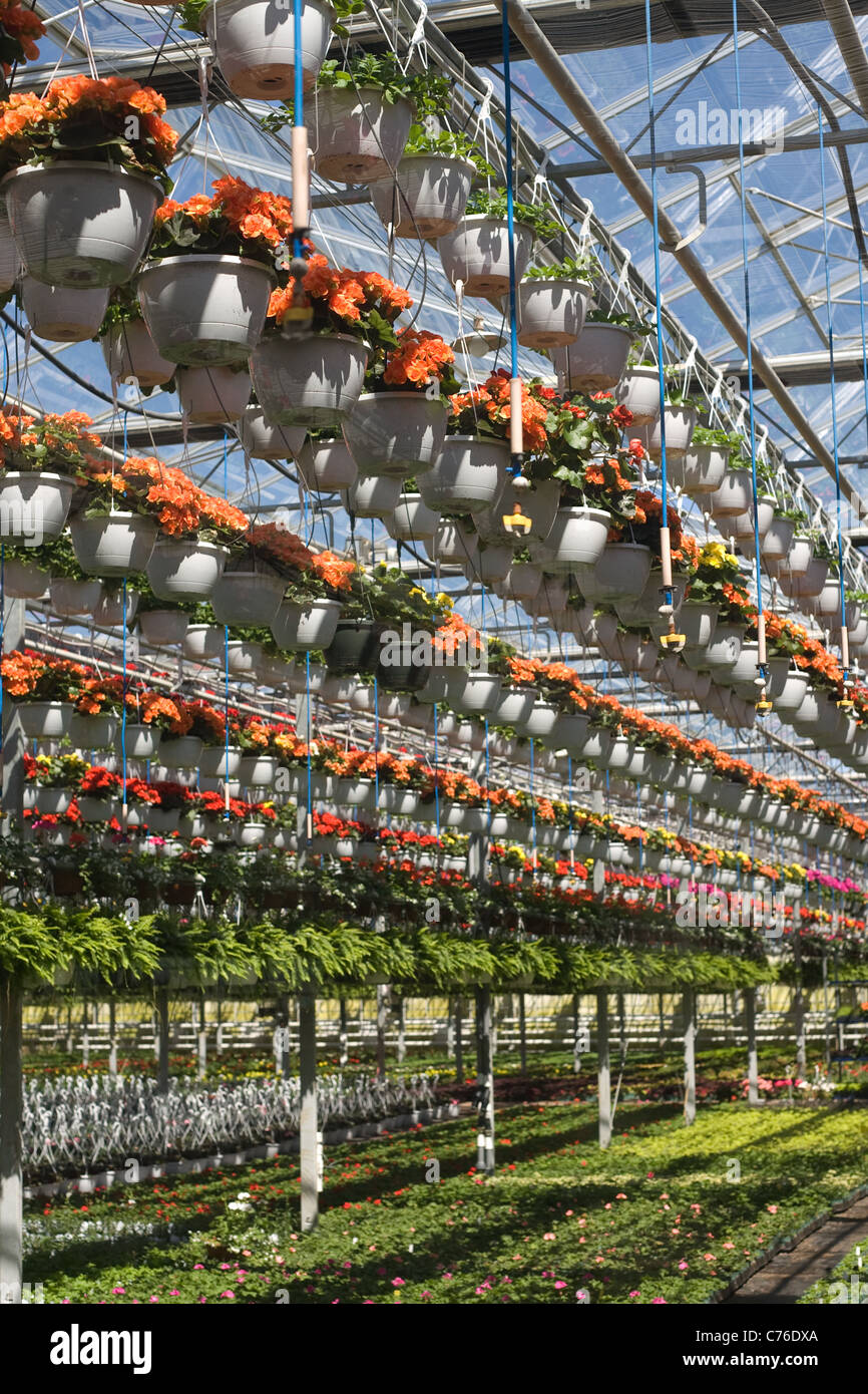 Reihen von Topfblumen hängen von einer kommerziellen Gewächshaus. Stockfoto