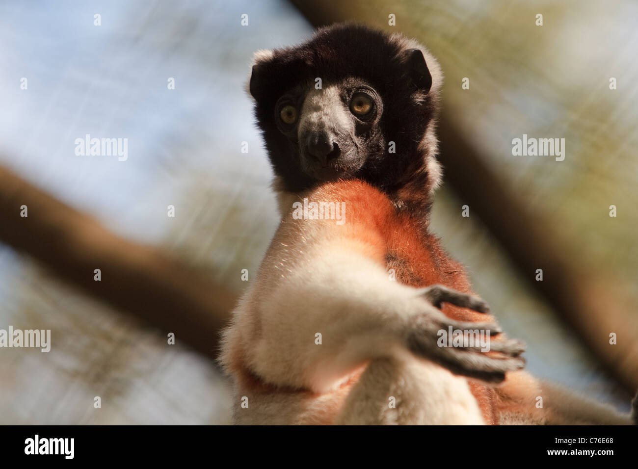 Eine Krone Sifaka Lemur Stockfoto