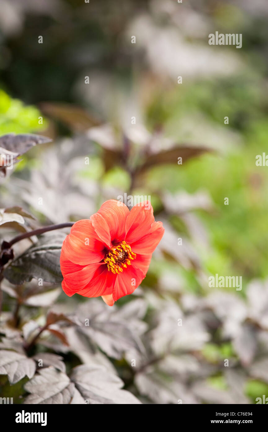 Dahlie 'Bischof von Oxford' in Blüte Stockfoto