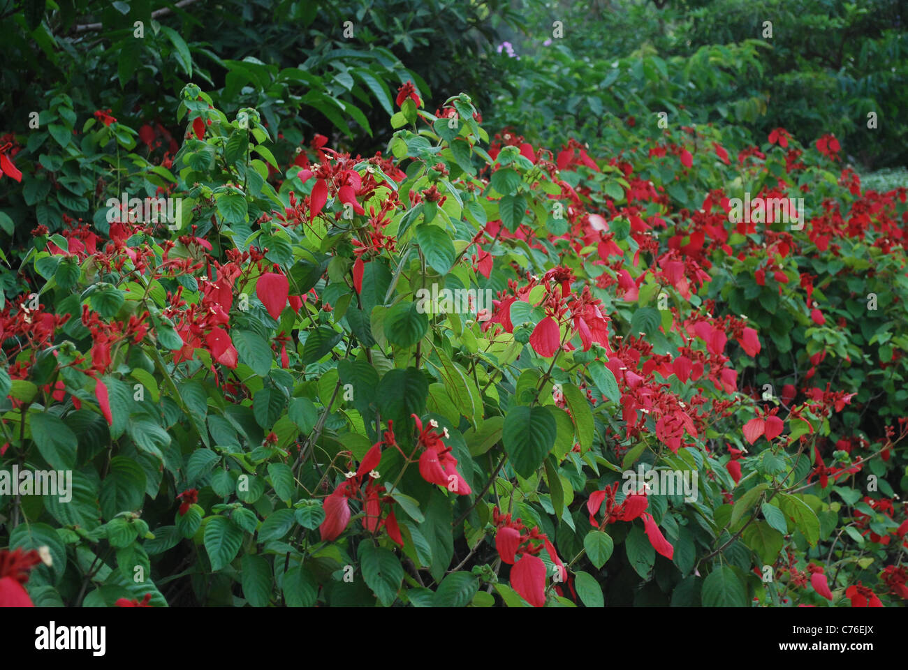 mussaenda Stockfoto
