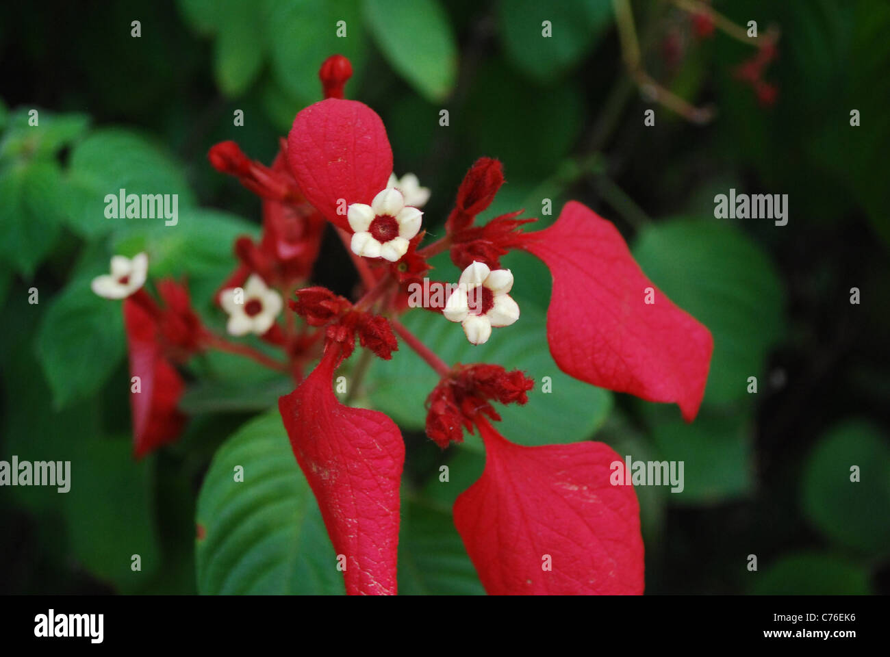 mussaenda Stockfoto