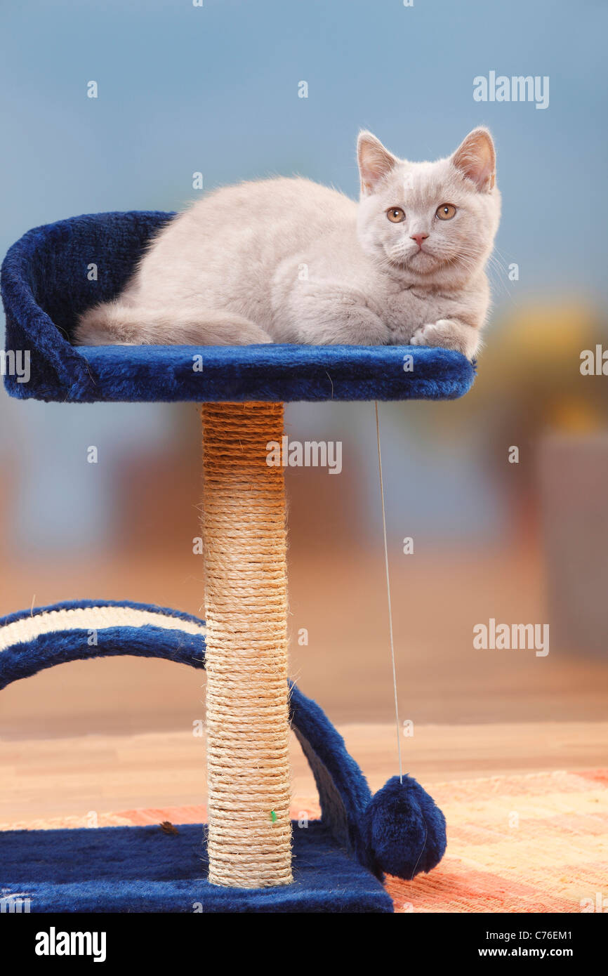 British Kurzhaar-Katze, Kätzchen, fawn, 3 Monate / Katze Baum Stockfoto