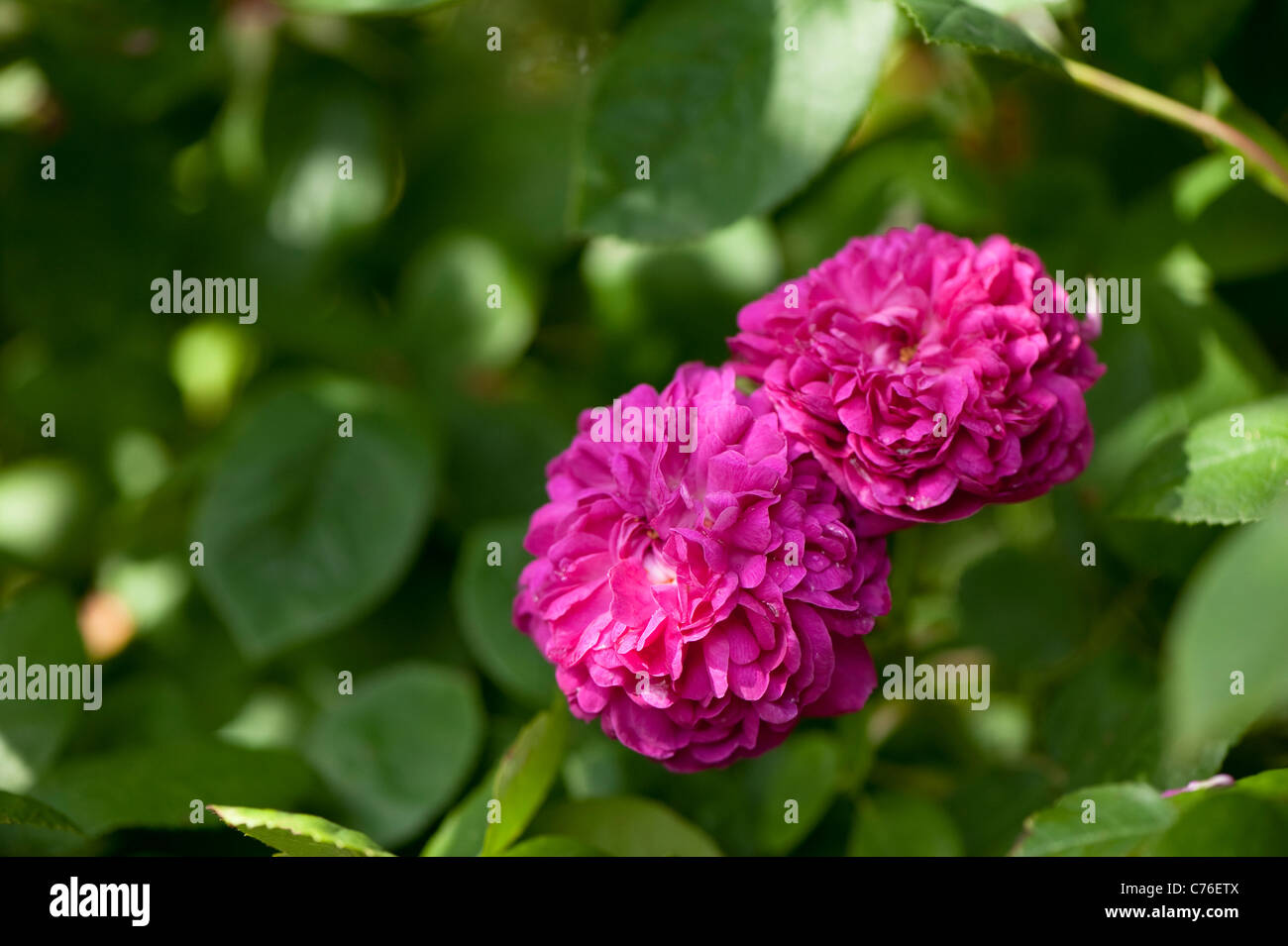 Rosa 'De Rescht', Damast-Portland-Rose in Blüte Stockfoto