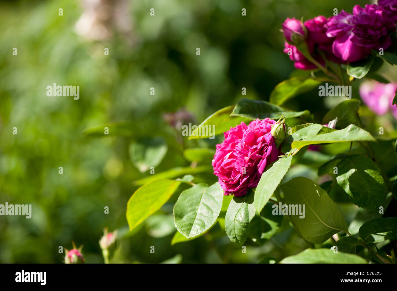 Rosa 'De Rescht', Damast-Portland-Rose in Blüte Stockfoto