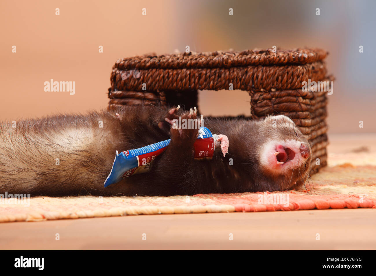 Frettchen Leberwurst Essen / (Mustela Putorius Forma Domestica) / Leberwurst Stockfoto