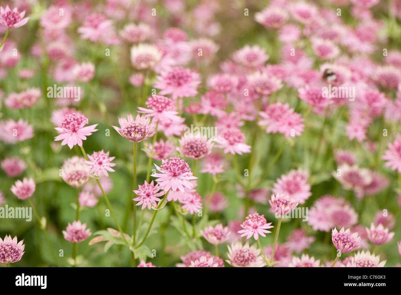 Astrantia major 'Roma' Sterndolde, Blüte Stockfoto