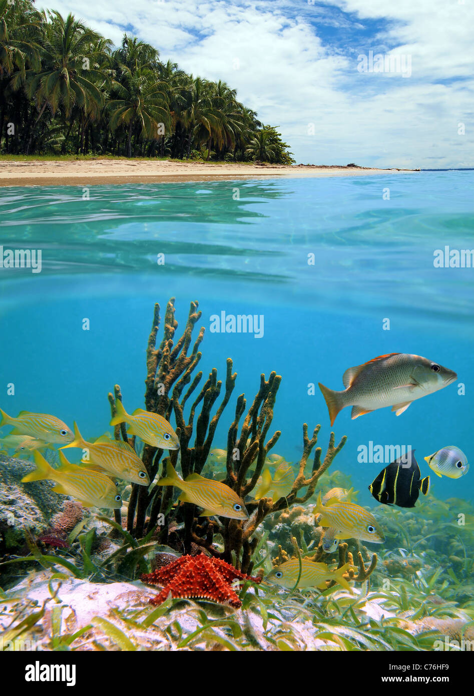 Oberhalb und unterhalb der Meeresoberfläche, tropischen Strand mit Kokospalmen und Fisch mit Seestern und Schwamm unter Wasser, Karibik Stockfoto