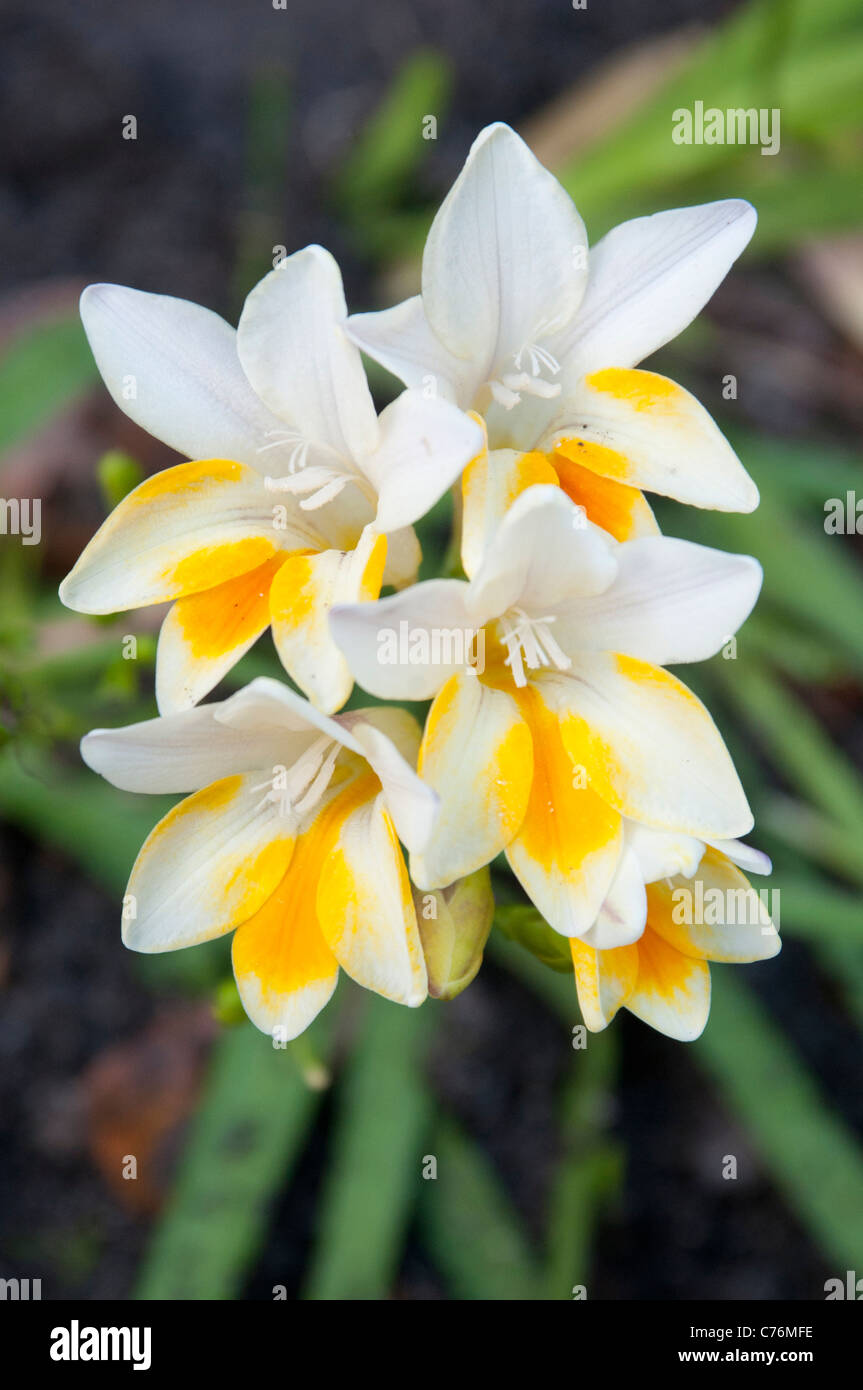 Freesien blühen im August, Victoria, Australien Stockfoto