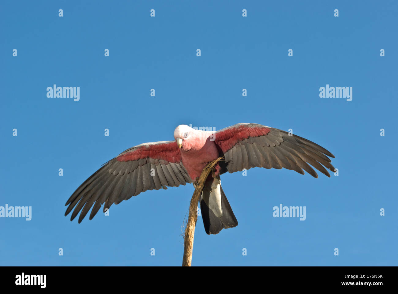 Galah Cacatua roseicapilla mit Flügel ausgebreitet, Stockfoto