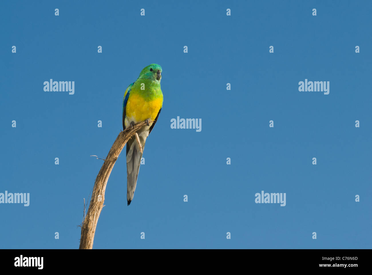 Männlich Red-rumped Papagei, aka Gras Papagei, Psephotus haematontus thront auf einer Sonnenblume Stiel. Stockfoto